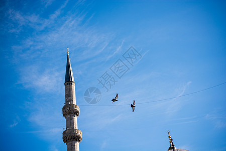 鸽子在尖塔边的空中飞翔图片