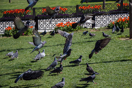 在城市公园绿草坪上的鸽子图片