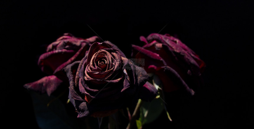 黑色背景的美丽玫瑰图片