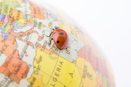 在一个多彩的模范球上行走Ladybug高清图片