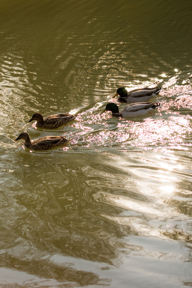 孤单的鸭子在池塘中间的hte游泳图片