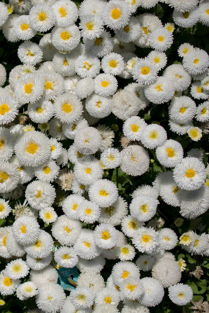 春花盛开背景丰富多彩图片