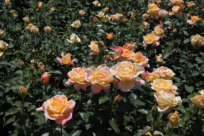 美丽多彩的玫瑰背景图片