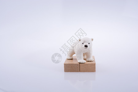 北极熊在白冰地上北极熊在冰块上图片
