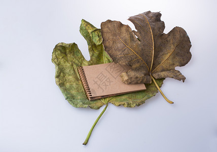秋落叶上打开黑背景的空白笔记本图片