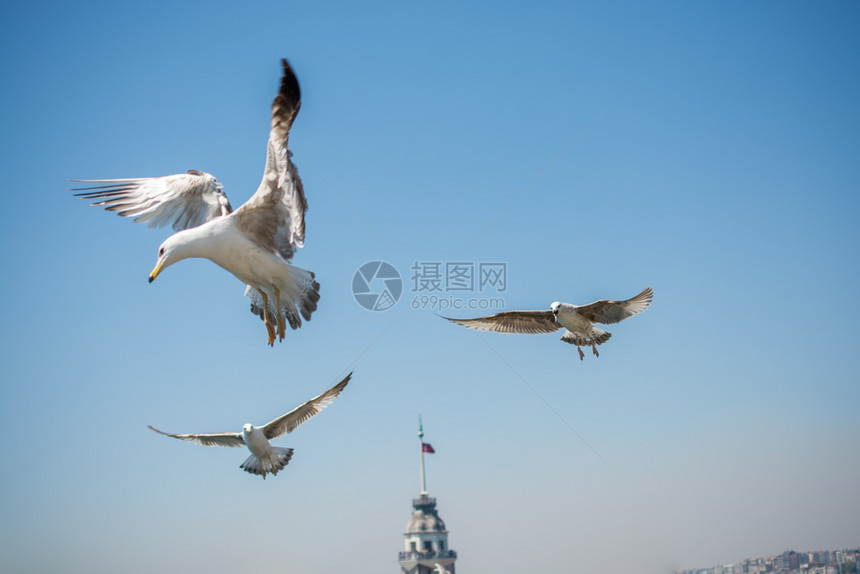 海鸥在天空中摇欲坠图片