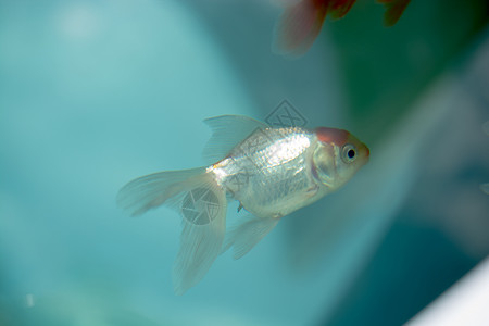 在水族馆游泳的丰富多彩鱼类背景图片