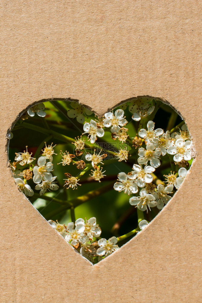 从纸板上切出心脏形状的鲜花图片