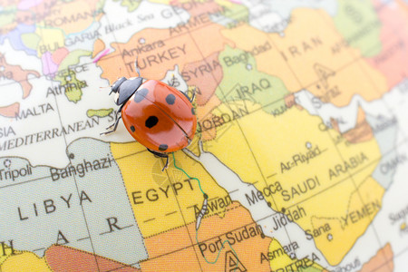 在一个多彩的模范球上行走Ladybug背景图片