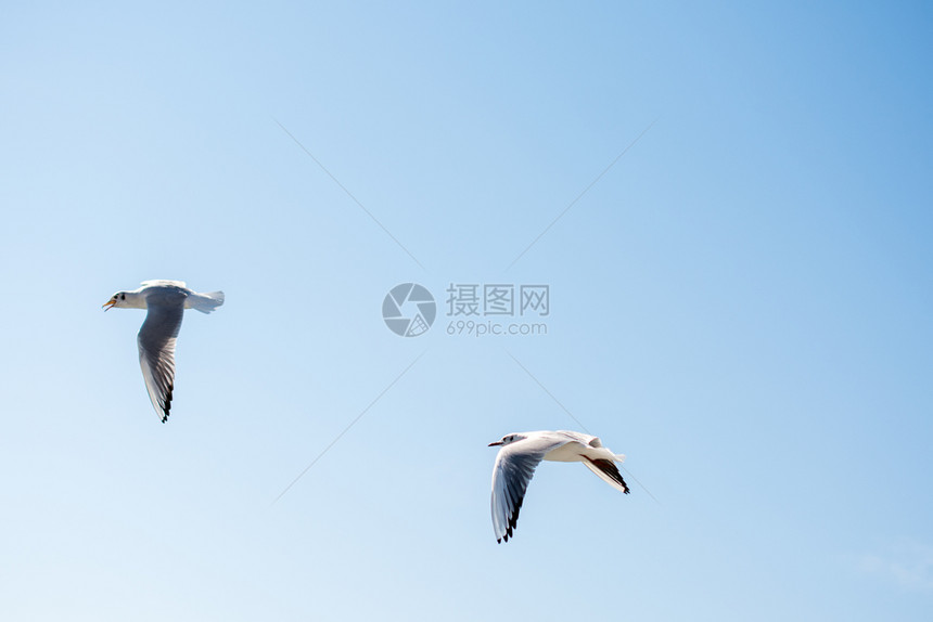 海鸥对等的正在中空飞翔图片