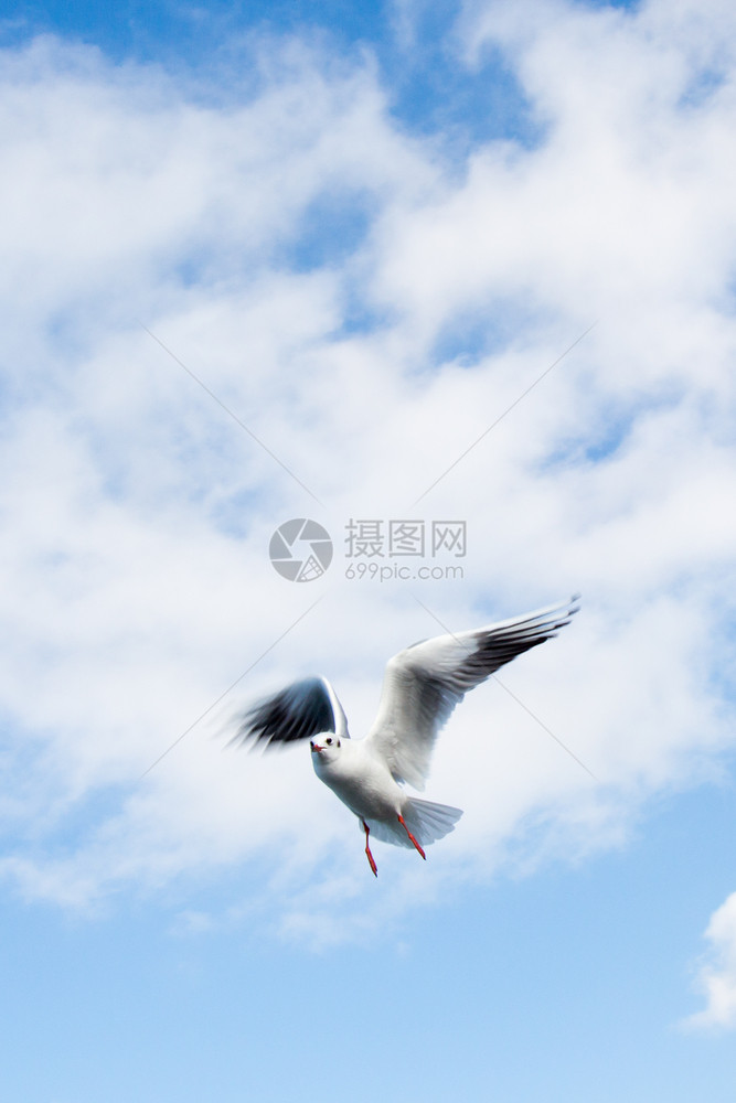 海鸥在空中飞过水图片