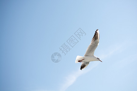 海鸥在空中飞过水图片