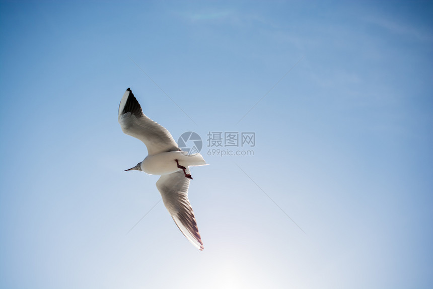 海鸥在空中飞过水图片