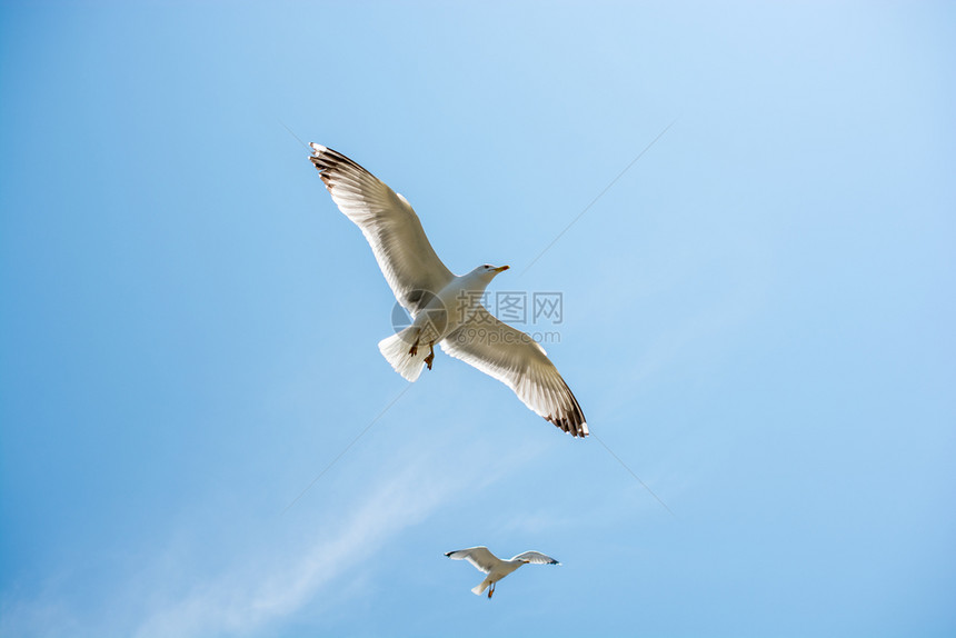 海鸥以背景为在天空中飞翔图片