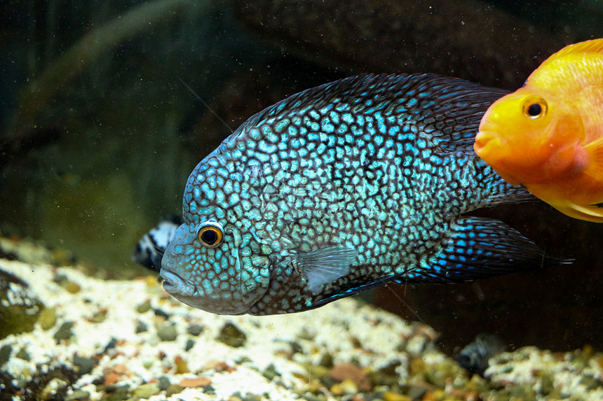 美丽的多彩鱼类在水族馆环境中游泳图片