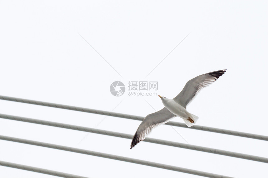 海鸥在空中飞过水图片