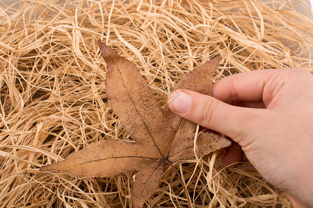 手里握着一片干枯的秋叶背景图片