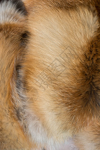 装饰动物毛皮作为背景纹理图片