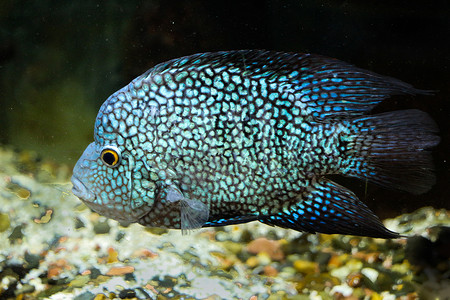 美丽的多彩鱼类在水族馆环境中游泳高清图片