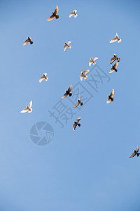 鸟群在蓝天飞翔图片