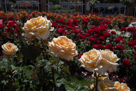 玫瑰花园充满美丽的新鲜玫瑰图片