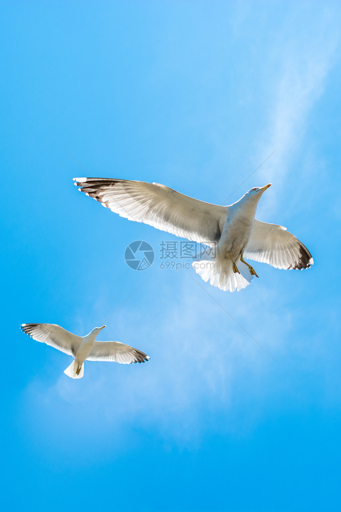 两个海鸥作为背景在天空中飞行图片