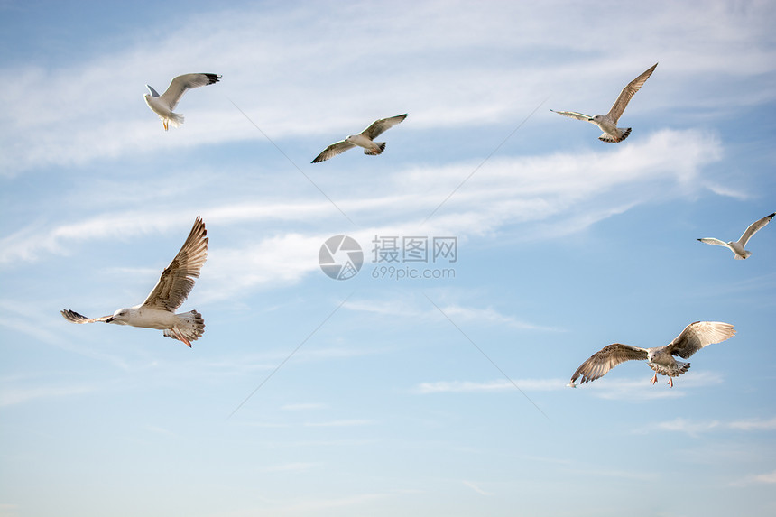 海鸥在天空背景中飞翔图片