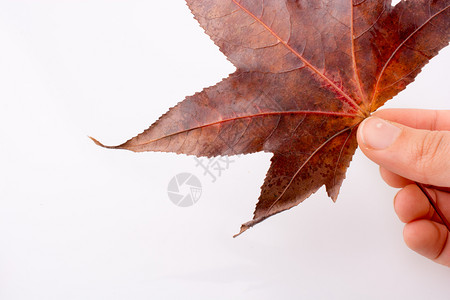 手握着白色背景的干秋叶手握着白色背景的干秋叶手握着白色背景的干秋叶背景图片