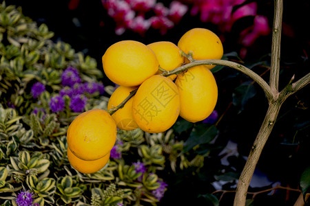 在花园的柠檬树枝上一大堆新鲜的成熟柠檬在花园的树上图片