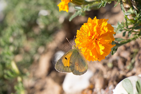 美丽的蝴蝶在花朵上美丽的蝴蝶在大自然背景上的花朵图片