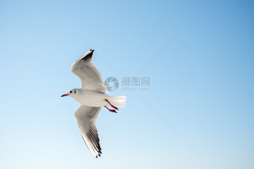 单海鸥在蓝的天空中飞行单海鸥在蓝的天空背景中飞行图片