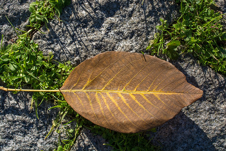一个单独的干叶子在观视中秋天的一个单独干叶子图片