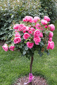 玫瑰树花园里有粉红玫瑰花园里有粉红玫瑰图片