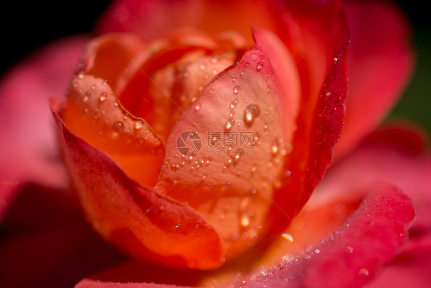 玫瑰上面有水滴美丽的多彩玫瑰上面有水滴图片