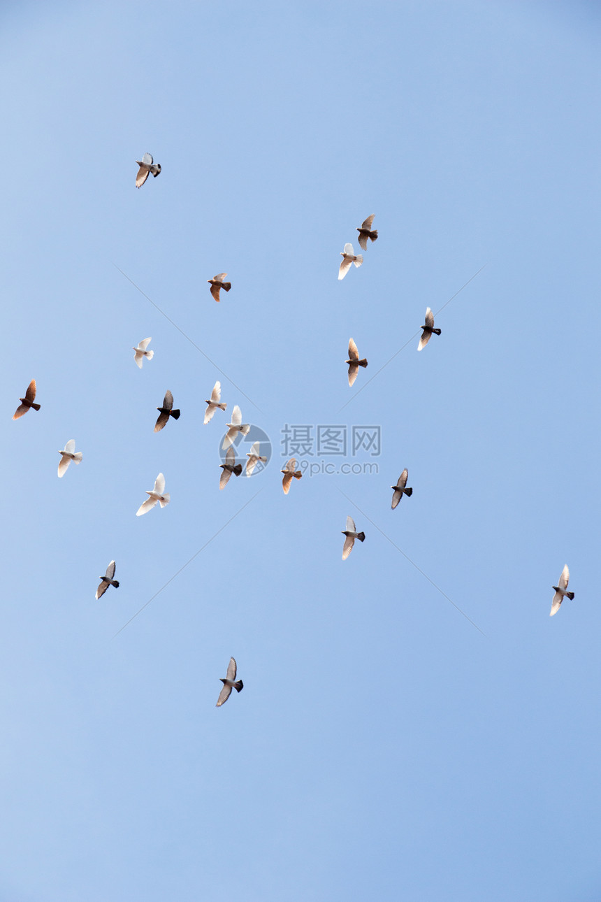 鸟群在蓝天空中飞翔图片