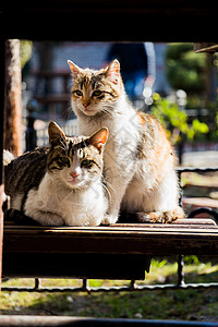 另一幅无家可归街头猫的肖像图片