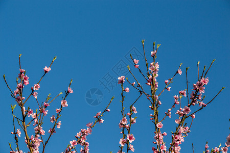 春天树上开花春天树上盛开五颜六色的花图片