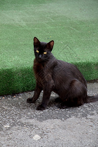 街上看见一只流浪猫在城市街道上看到的流浪猫图片