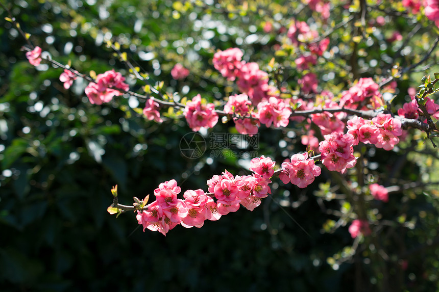 树在春天开着美丽的花树在春天盛开美丽的花朵图片
