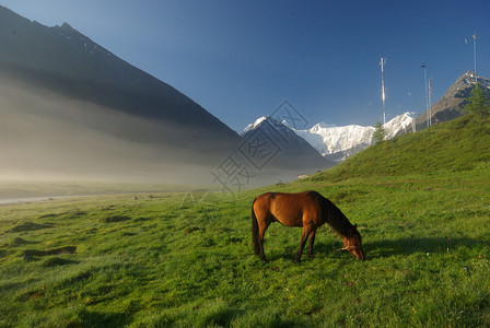 马在野生的绿草中棕马在村里野生的中在生的中背景图片