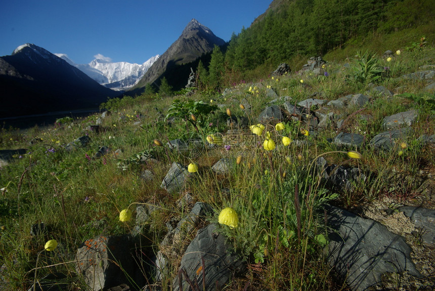 山地峰峡谷坡上的石块高地山坡上的石块图片