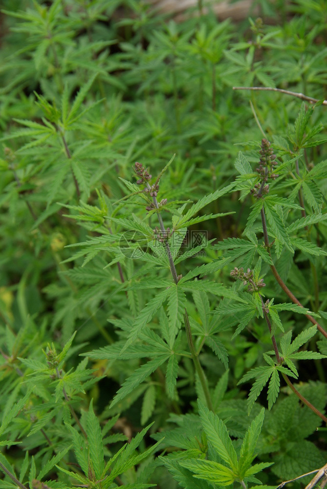 美丽的山花山脉植物区系美丽的山花山脉植物区系图片