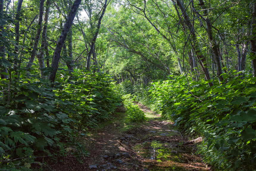 堪察卡的花岗岩森林和田野堪察卡的自然兰森林和田地堪察卡半岛的景观和光辉象图片