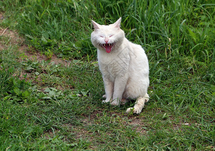 猫毛宠物春季游戏猫家里最喜欢的宠物图片