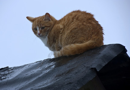 猫毛绒宠物顶上的猫图片