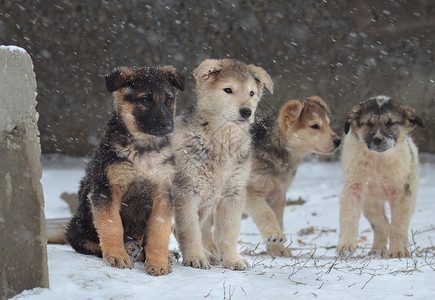 所有人都宠物忠诚的朋友和好保安狗宠物冬雪中的狗街上走背景图片