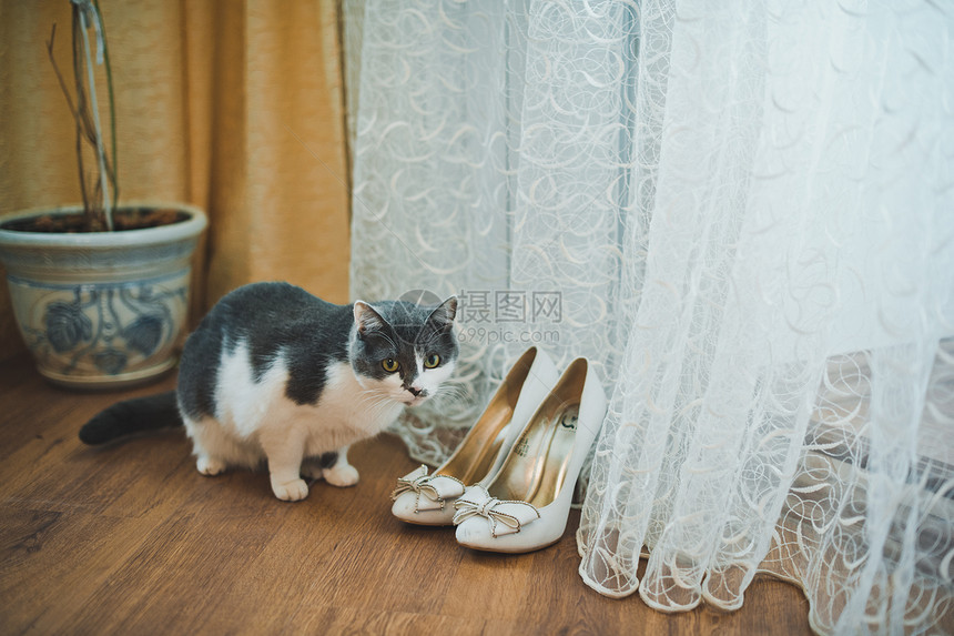 猫看鞋子和婚礼1724图片