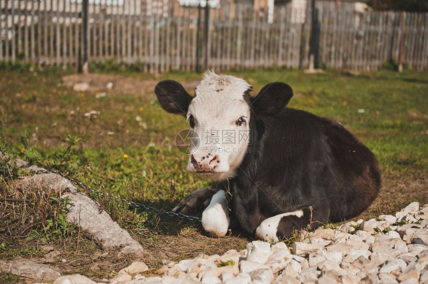 公牛躺在路边的草地上年轻牛肉2357年轻的公牛肉2357图片