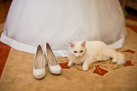 新娘和白猫的裙子躺在脚下白猫和婚纱图片