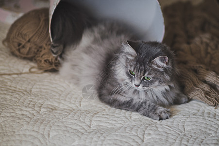 西伯利亚猫躺在床上一只美丽的猫躺在床上肖像96图片